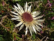 13 Carlina bianca (Carlina acaulis)